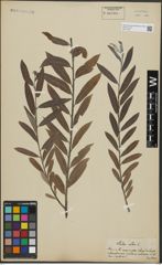 Foto von Salix alba L.